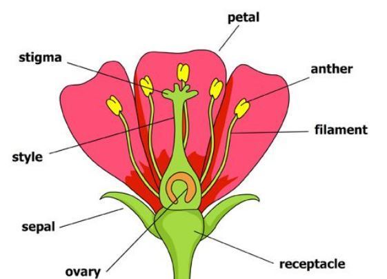 picture of flower diagram