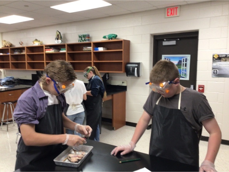Frog dissection 3